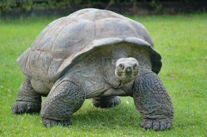 The Tortoise ambles towards his goal.