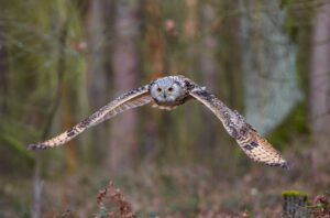 An owl in flight on a journey.