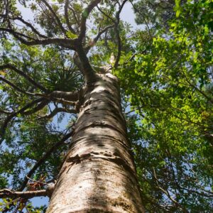 A picture of a tree.